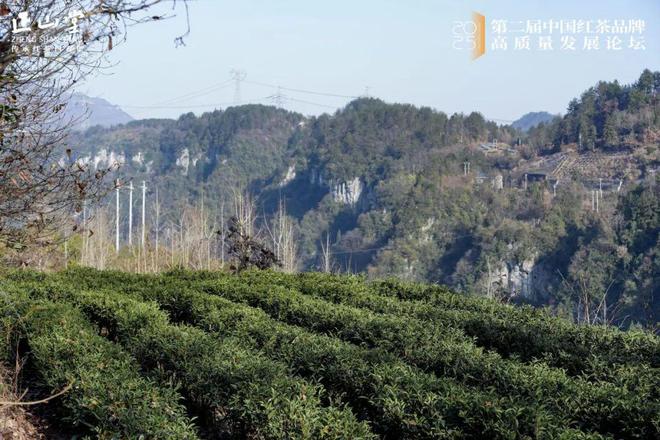 第二届中国红茶品牌高质量发展研讨会在湖北巴东举办(图28)